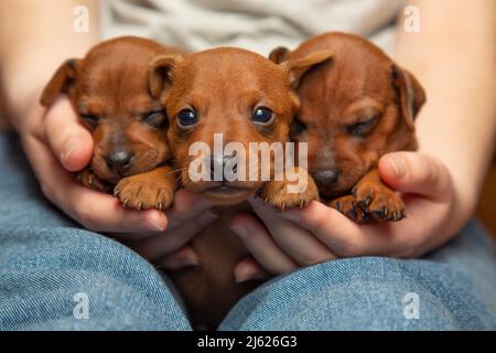 Drei entzückende Welpen in den Händen eines Mädchens. Zwei schlafende Welpen. Haustiere. Porträt von Haustieren. Stockfoto