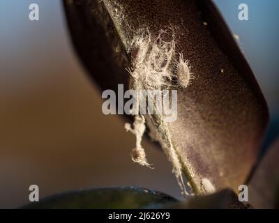 Das Bild zeigt einen weißen Malybug, der an einem Orchideeblatt saugt Stockfoto