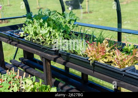 Saatgutschalen in einem Gewächshaus mit Bohnen, Erbsen, Frühlingszwiebeln und Salat, die alle bereit sind, draußen gepflanzt zu werden. Stockfoto