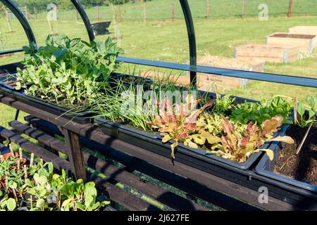 Saatgutschalen in einem Gewächshaus mit Bohnen, Erbsen, Frühlingszwiebeln und Salat, die alle bereit sind, draußen gepflanzt zu werden. Stockfoto