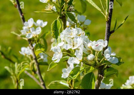 Die Blumen auf dem Ast des Birnenbaums im Obstgarten. Stockfoto