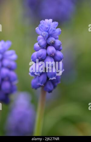 Blaue Hyazinthen-Blüten-Nahaufnahme, selektiver Fokus. Muscari armeniacum Nahaufnahme, blaue armenische Traubenhyazinthen Nahaufnahme, Frühlingsblumen in Blüte, Großbritannien. Hochwertiges Foto Stockfoto