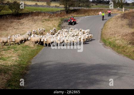 Schafschar, der von dem Quad-Bike-Bauern Derbyshire weiterbewegt wird Stockfoto