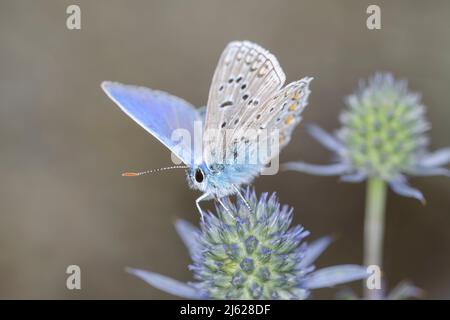 Gewöhnlicher blauer Schmetterling oder europäischer Blaubauch - Polyommatus icarus - ruht auf einer Blüte des Eryngium planum, des blauen Eryngo oder der flachen Seetaucher Stockfoto