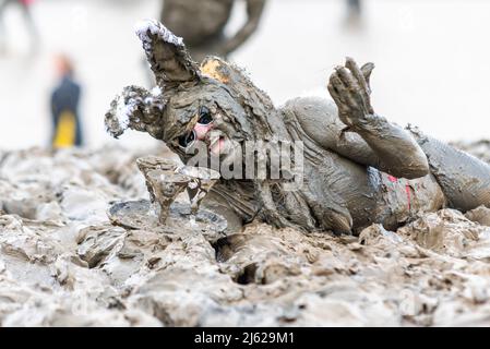 Rob Faulkner im Hase Girl Kostüm beim Maldon Mud Race 2022 auf dem River Blackwater, Essex, Großbritannien. Bedeckt mit Schlamm, kriechend in Schlamm mit Getränken Stockfoto