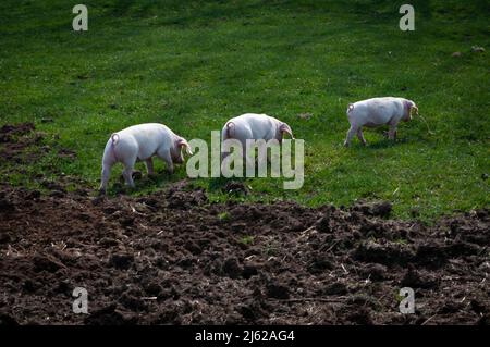 Drei große weiße Ferkel, die in einer Reihe auf dem Gras laufen. Gestörter Boden im Vordergrund, wo die kleinen Schweine wurzelten. Stockfoto