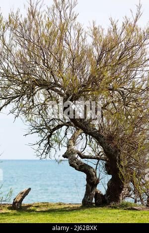 Tamarisk-Baum in Saint Vaast la Hougue, Cotentin, Manche, Normandie, Frankreich Stockfoto