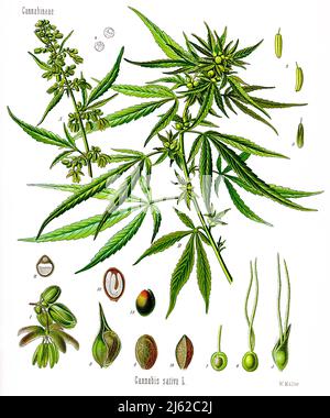 Cannabis sativa Botanische Zeichnung aus c. 1900 Hanfpflanze. Eine blühende männliche und B-samentragende weibliche Pflanze, tatsächliche Größe; 1 männliche Blüte, vergrößertes Detail; 2 und 3 Pollenbeutel von demselben aus verschiedenen Winkeln; 4 Pollenkörner derselben; 5 weibliche Blüte mit deckelförmigem Blütenblatt; 6 weibliche Blüte, deckelblütenentzug; 7 weibliche Fruchthaufen, longitudinaler Abschnitt; 8 Früchte mit Deckblatt; 9 gleiche ohne Deckblatt; 10 gleiche; 11 gleiche im Querschnitt; 12 gleiche im Längsschnitt; 13 Samen ohne Rumpf. Stockfoto