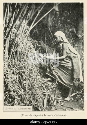 Kardamome Sammeln. Kardamom (manchmal auch Kardamon oder Kardamum) ist ein Gewürz, das aus den Samen mehrerer Pflanzen der Gattungen Elettaria und Amomum aus der Familie der Zingiberaceae hergestellt wird. Beide Gattungen sind auf dem indischen Subkontinent und Indonesien beheimatet. Sie werden an ihren kleinen Samenschoten erkannt: Dreieckig im Querschnitt und spindelförmig, mit einer dünnen, papierartigen Außenhülle und kleinen, schwarzen Samen; Die Elettaria-Hülsen sind hellgrün und kleiner, während die Amomum-Hülsen größer und dunkelbraun sind. Aus dem Buch „The Romance of Empire Drugs“, das in London von der wissenschaftlichen Abteilung bei Stafford Allen and Son veröffentlicht wurde Stockfoto