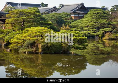 Die malerischen kultivierten Pinien über dem Seiho-ike Teich im East Shin-en Garten mit den geschwungenen Dächern des Heian-jingu Schreins im Hintergrund. Stockfoto