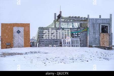 Schlittenhunde vor einigen heruntergekommenen Gebäuden am Stadtrand von Ilulissat, Westgrönland Stockfoto