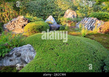 Ein neuer Teichgarten oder yoko-en mit Felsen und immergrünen Azaleen im Taizo-in Tempel. Kyoto. Japan Stockfoto