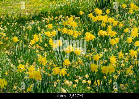 Feld der Narzissen, Narzisse im Frühling in Großbritannien Stockfoto