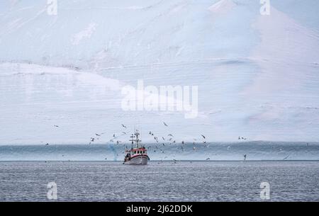 Möwen strömen über ein Fischerboot vor dem Kangia-Gletscher bei Ilulissat, Westgrönland Stockfoto