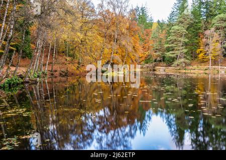 Herbstreflexionen auf Loch Dunmore im Faskally Forest bei Pitlochry in Perthshire, Schottland, Großbritannien Stockfoto