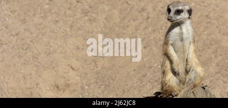 Ein sitzender Erdmännchen ist wachsam. Panoramaformat Stockfoto