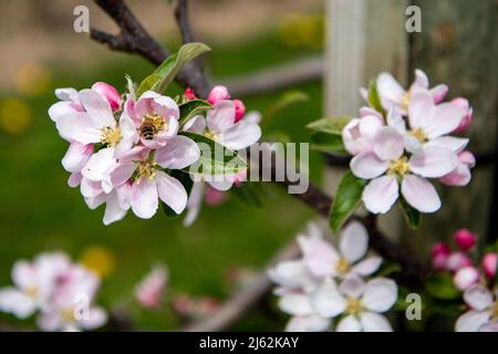 Hollern Twielenfleth, Deutschland. 26. April 2022. Eine Biene kriecht in die Blüte eines blühenden Apfelbaums Credit: Melissa Erichsen/dpa/Alamy Live News Stockfoto