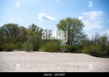 Hollern Twielenfleth, Deutschland. 26. April 2022. Bäume und Sträucher am Elbstrand Kredit: Melissa Erichsen/dpa/Alamy Live News Stockfoto