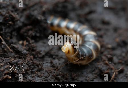 Echte Ansicht eines Klickkäfers, Harminius undulatus larva auf Espenholz Stockfoto