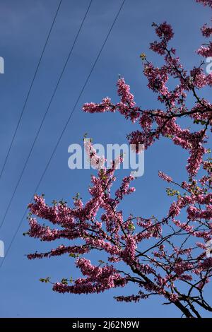 Blühender Redbud-Baum mit dem Himmel als Hintergrund Stockfoto
