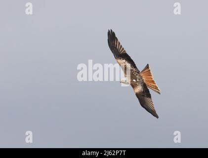 Fliegender Roter Drachen isoliert Stockfoto