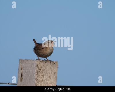 Wrens singen in der Brutsaison aus verschiedenen Blickwinkeln. Stockfoto