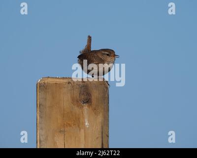 Wrens singen in der Brutsaison aus verschiedenen Blickwinkeln. Stockfoto