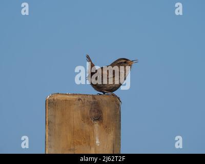 Wrens singen in der Brutsaison aus verschiedenen Blickwinkeln. Stockfoto