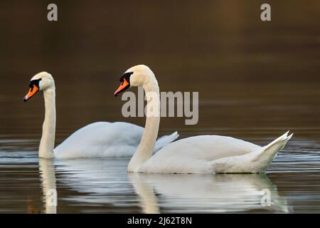 Ein paar stumme Schwäne schweben auf einer ruhigen Wasseroberfläche. Unscharfer Hintergrund, Kopierbereich. Gattungsart Cygnus olor. Dubnica, Slowakei. Stockfoto