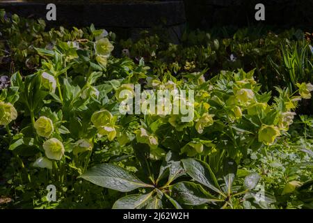 Blumenstrauß aus weißen Blüten des helleborus niger, auch fastenrose oder Nieswurz genannt Stockfoto