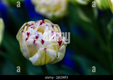 Einzelne weiße Tulpe mit roten Streifen ina Fiels mit grünen und blau verblassten Pflanzen. Bilder aus der Tulpensaison in Holland Stockfoto