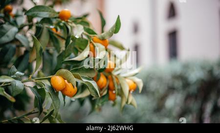 Fortunella margarita Kumquats oder Cumquats Baum mit reifen orangen Zitrusfrüchten aus der Nähe Stockfoto