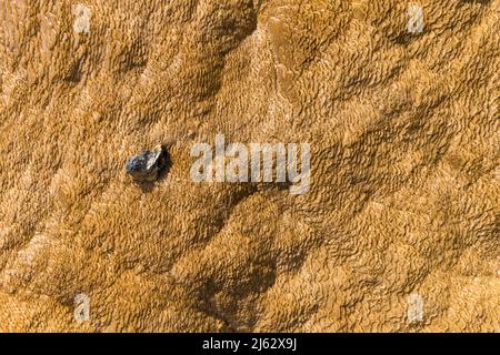 Details der Felsformationen in den Mammoth Hot Springs im Yellowstone National Park, Wyoming, USA Stockfoto