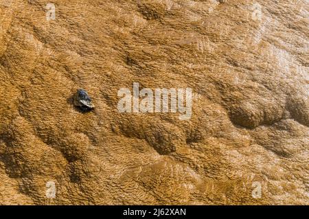 Details der Felsformationen in den Mammoth Hot Springs im Yellowstone National Park, Wyoming, USA Stockfoto