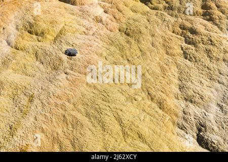 Details der Felsformationen in den Mammoth Hot Springs im Yellowstone National Park, Wyoming, USA Stockfoto