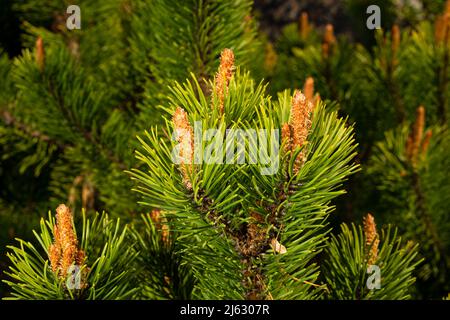 Junge Kieferntriebe bei sonnigem Wetter im botanischen Garten Stockfoto