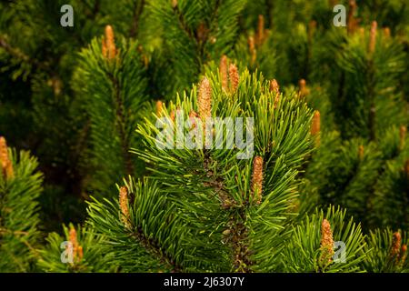 Junge Kieferntriebe bei sonnigem Wetter im botanischen Garten Stockfoto