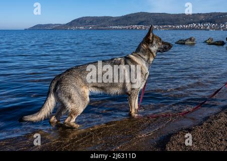 Ein junger Schäferhund in einem See. Sable farbige Arbeitslinie Rasse. Blaues Wasser und Berge im Hintergrund Stockfoto