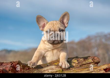 Niedlicher französischer Bulldogge-Welpe, acht Wochen alte, krauenfarbene Hündin, der kleine Hund sieht neugierig aus Stockfoto