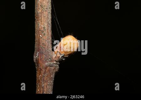 Weinknospen, mit Haaren und einem winzigen Spinnennetz auf schwarzem Hintergrund, Makro. Stockfoto