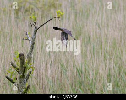 Gewöhnlicher Kuckuck (Cuculus canorus) nimmt ab Stockfoto