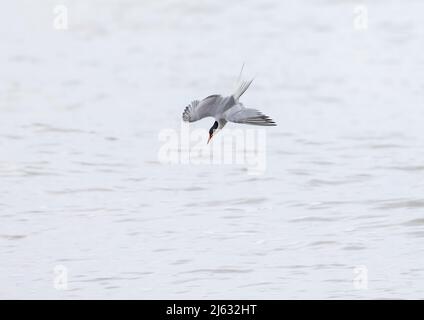 Seeschwalbe (Sterna hirundo) Tauchen für Fische Stockfoto