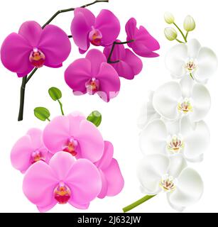 Orchideenzweige mit bunten Blumen 3 realistische Bilder eingestellt in Vektorgrafik Pink magenta violett und weiß Stock Vektor