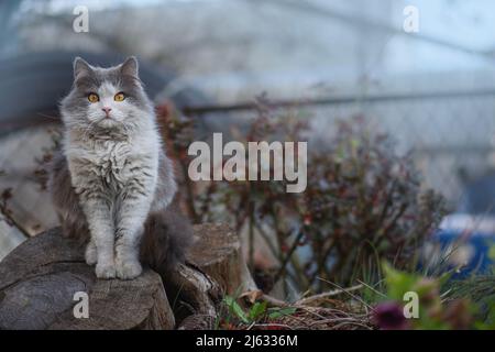 Junge Katze an einem Wintertag im Garten. Niedliches Kätzchen wird auf dem Land mit frischem Schnee gespielt. Stockfoto