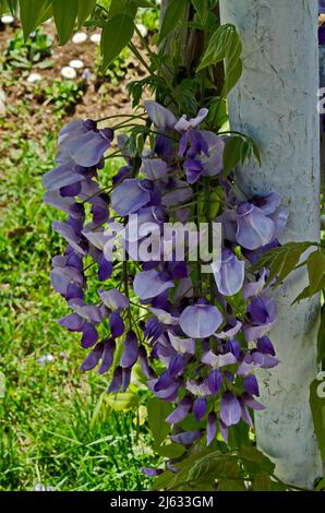 Ein gemütlicher Ort für Entspannung im Frühling unter dem lockeren Schatten und dem Duft der vollen Farbe lila Glyzinie mit Blumen und Blättern im Park, Sofia, Bulgarien Stockfoto