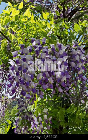 Ein gemütlicher Ort für Entspannung im Frühling unter dem lockeren Schatten und dem Duft der vollen Farbe lila Glyzinie mit Blumen und Blättern im Park, Sofia, Bulgarien Stockfoto