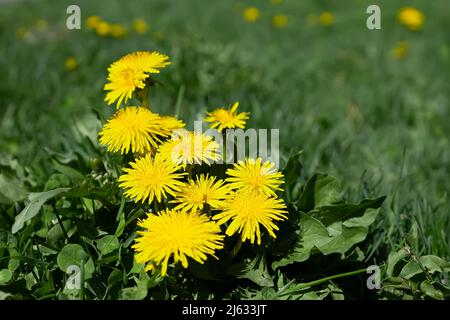 Im Frühjahr wachsen im Park gelbe Delelionsblumen Stockfoto