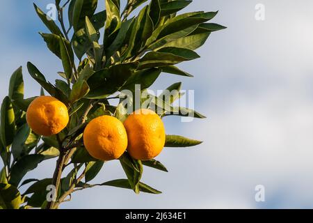 Nahaufnahme von reifen Mandarinen auf einem Baumzweig gegen einen bewölkten Himmel mit Kopierraum Stockfoto