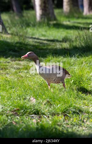 Schönes Gänse-Portrait auf einer Wiese Stockfoto