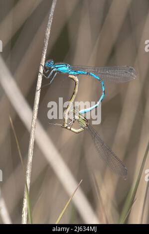 Gemeine blaue Damselfliege, Enallagma cyathigerum, Paar paart in Radposition auf einem einzigen Stamm. Juni. Sussex, Großbritannien. Stockfoto